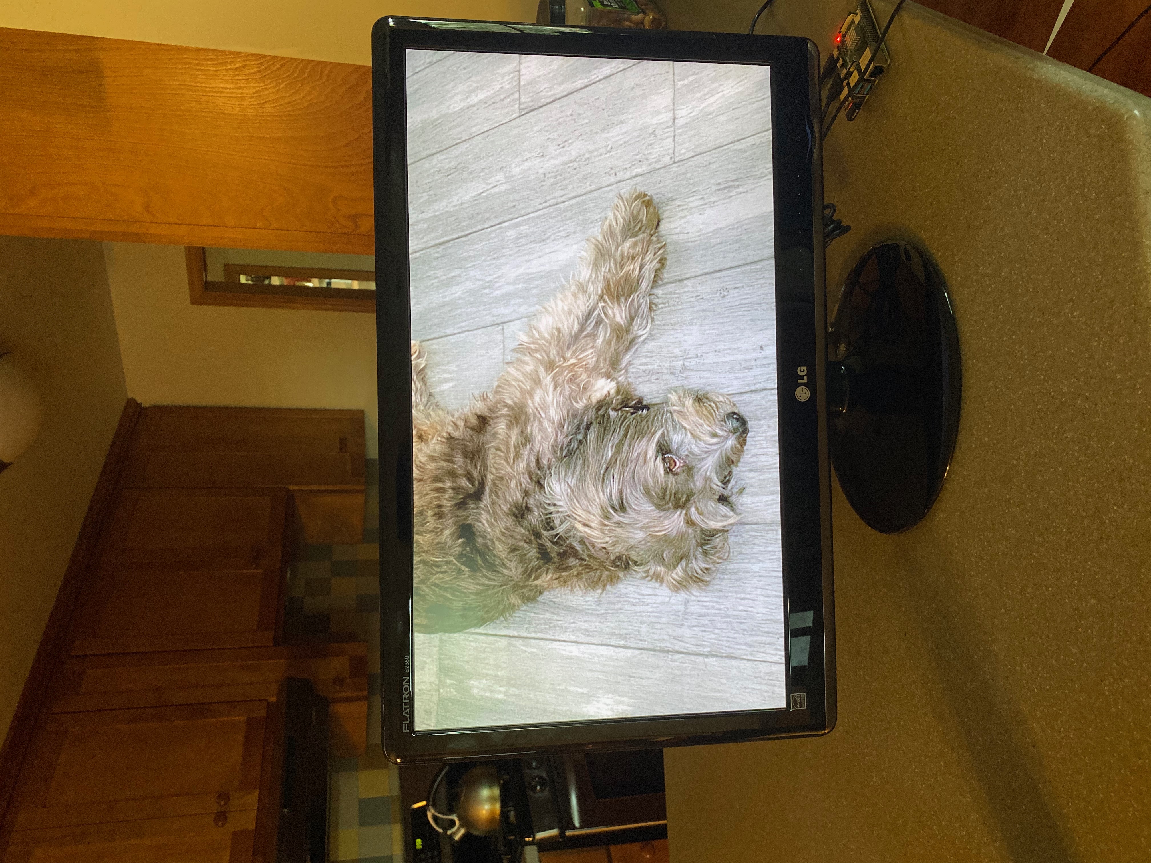 a computer monitor displaying a dog